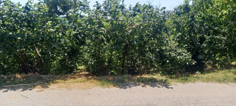 AVCI EMLAK'TAN GEYVE AKINCI HOCALAR KÖYÜNDE % 40 KONUT İMARLI 833 m2 MANZARALI ARSA