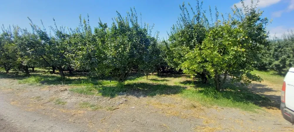 AVCI EMLAK'TAN GEYVE İLÇESİ UMURBEY KÖYÜ OVASINDA 4712 m2 YOLA CEPHE VERİMLİ AYVALIK