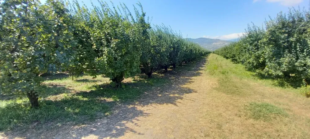 AVCI EMLAK'TAN GEYVE İLÇESİ UMURBEY KÖYÜ OVASINDA 4712 m2 YOLA CEPHE VERİMLİ AYVALIK