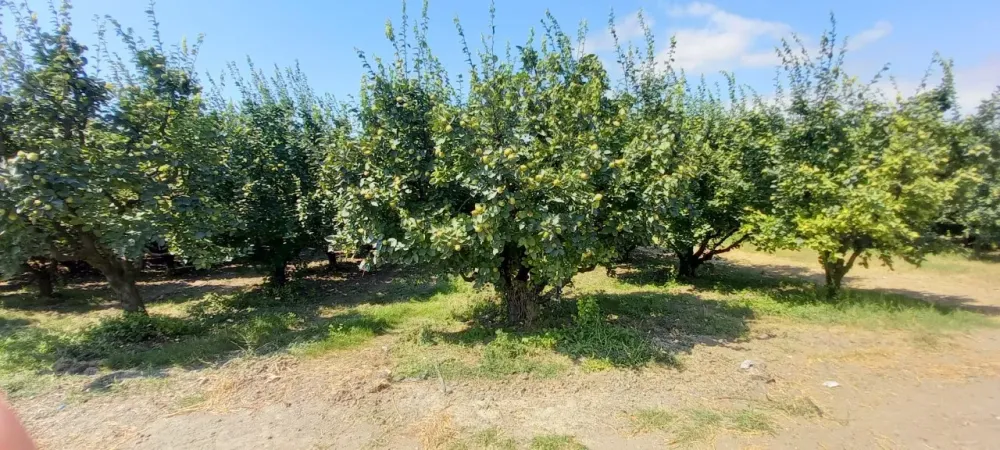 AVCI EMLAK'TAN GEYVE İLÇESİ UMURBEY KÖYÜ OVASINDA 4712 m2 YOLA CEPHE VERİMLİ AYVALIK