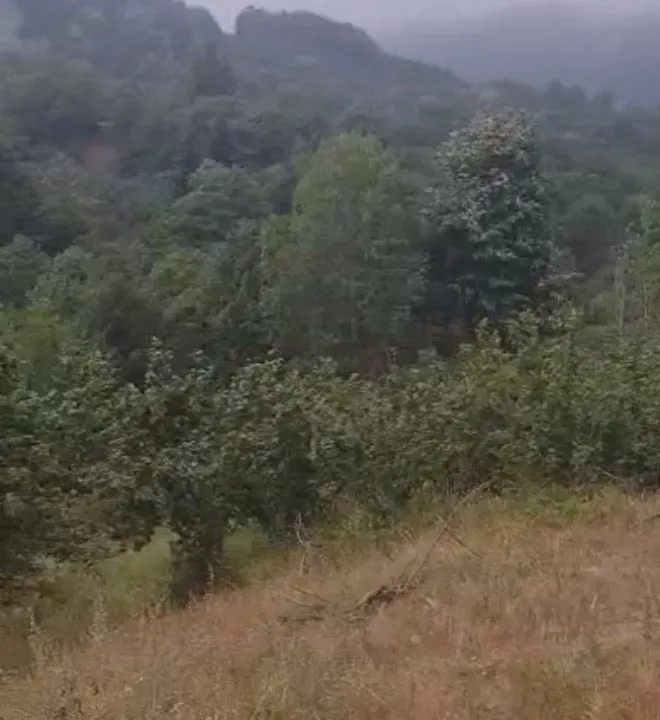 GEYVE KAMIŞLIDA SATILIK FINDIK BAHÇESİ