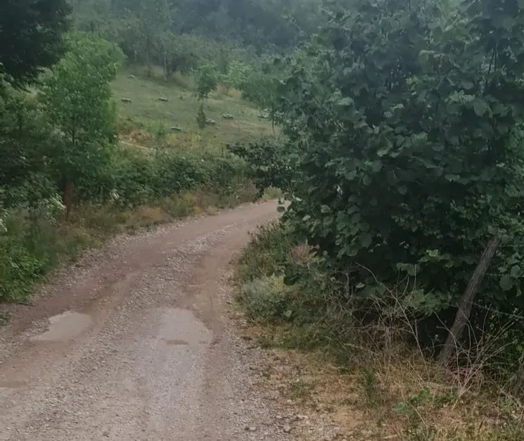 GEYVE KAMIŞLIDA SATILIK FINDIK BAHÇESİ