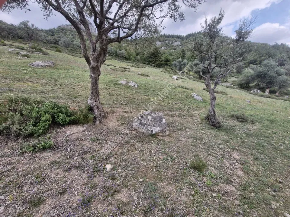 PAŞALAR'DA SATILIK ZEYTİNLİK