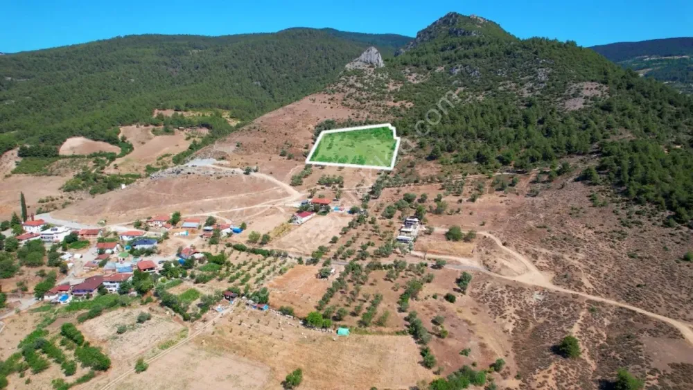 PAŞALAR'DA SATILIK ZEYTİNLİK