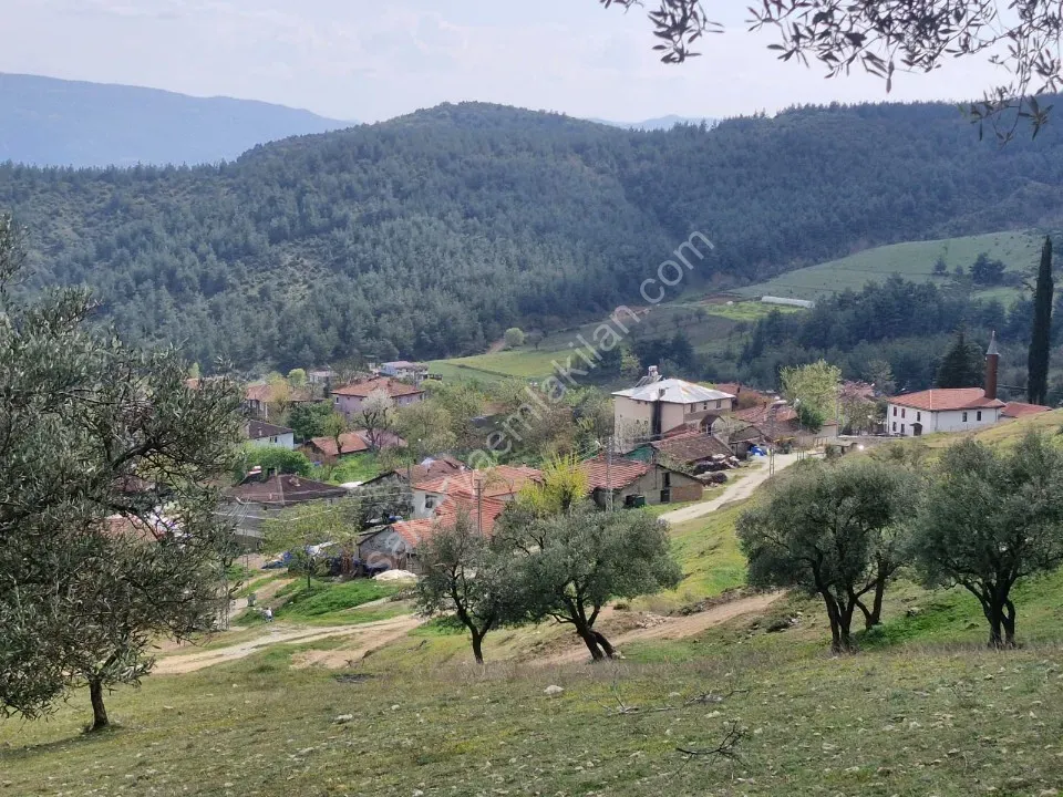 PAŞALAR'DA SATILIK ZEYTİNLİK