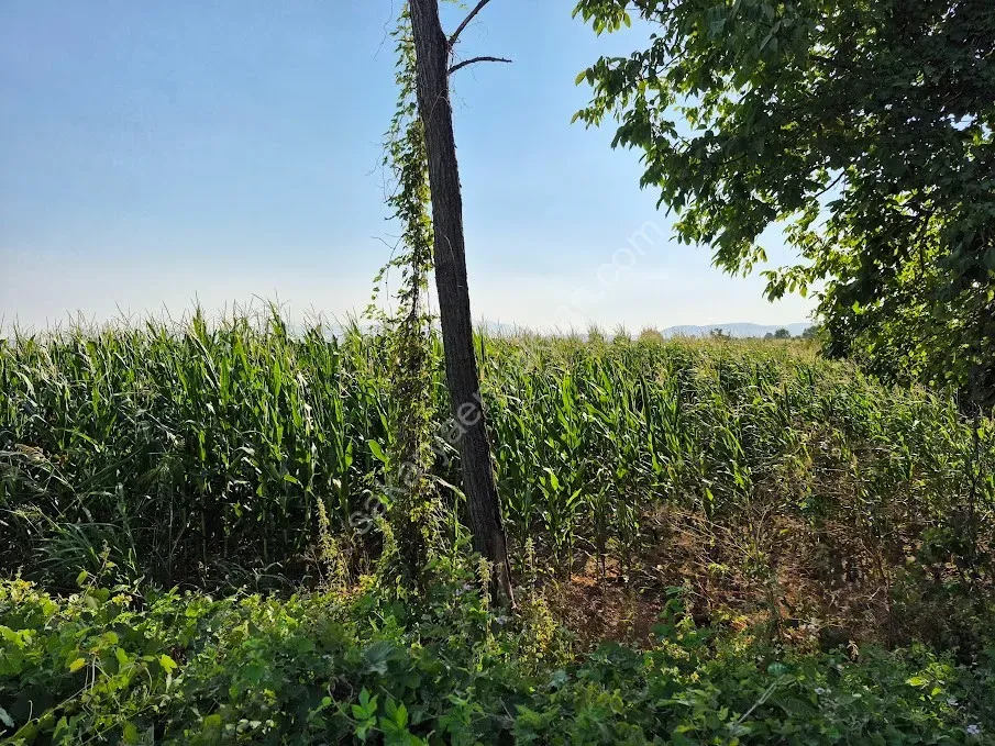 ADAPAZARI ÇÖKEKLER MAHALLESİNDE SATILIK TARLA