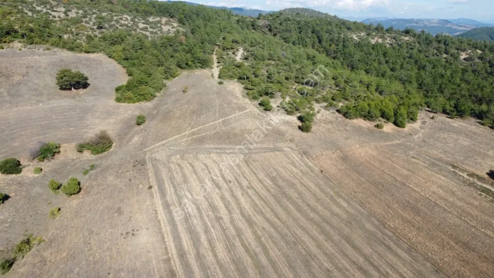 SAKARYA GEYVE GÜNHOŞLAR DA ACİL SATILIK 16 DÖNÜM ARAZİ