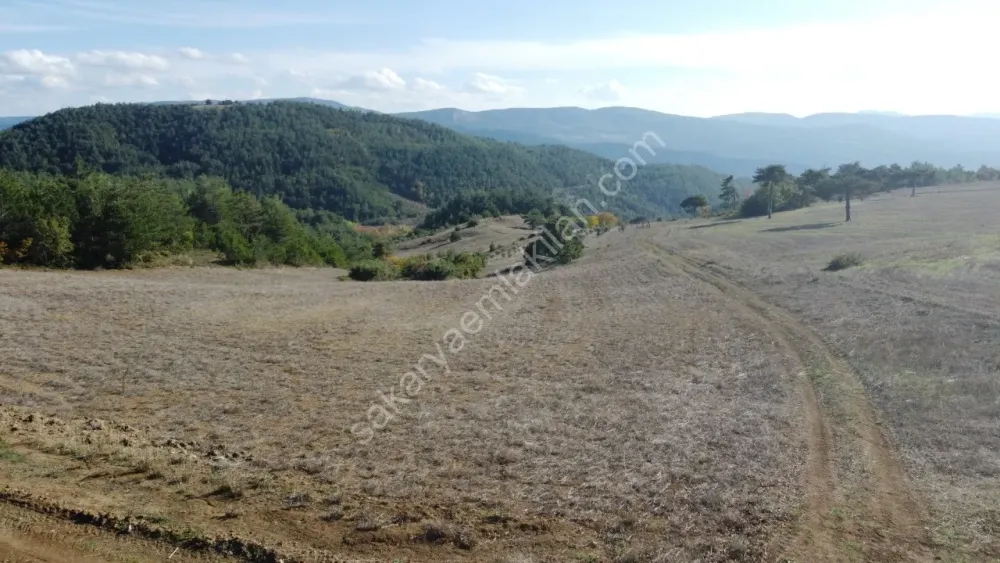 SAKARYA GEYVE GÜNHOŞLAR DA ACİL SATILIK 16 DÖNÜM ARAZİ