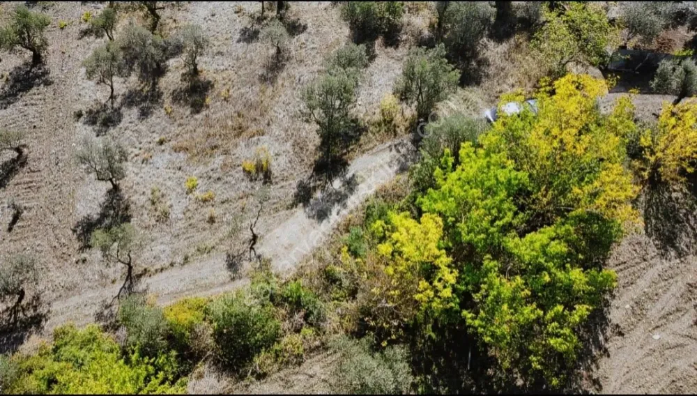 BAKMADAN GEÇMEYİN....DOĞA İLE BAŞBAŞA 1.161M2 FIRSAT ZEYTİNLİK