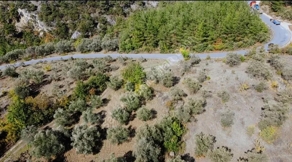 BAKMADAN GEÇMEYİN....DOĞA İLE BAŞBAŞA 1.161M2 FIRSAT ZEYTİNLİK