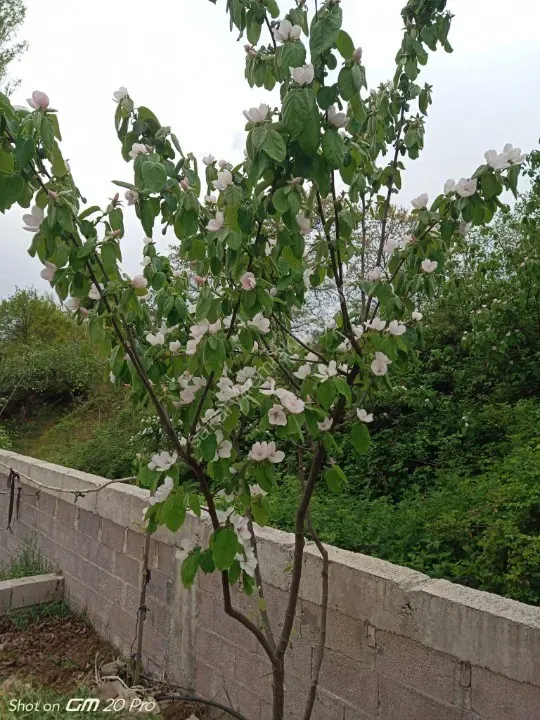 SAKARYA PAMUKOVA BAKACAK MAH.SATILIK KÖY EVİ