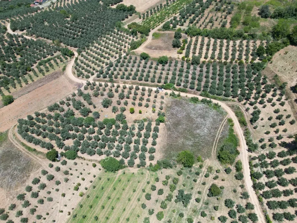 Geyve Doğan Tepede 1170 m2 Hobi Bahçesi