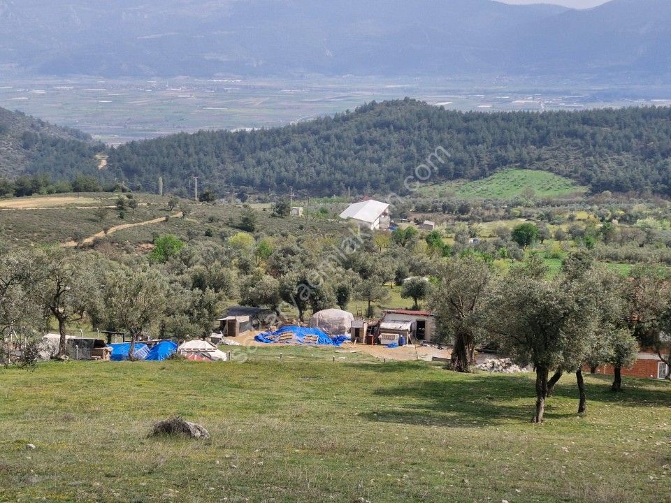 PAŞALAR'DA SATILIK ZEYTİNLİK